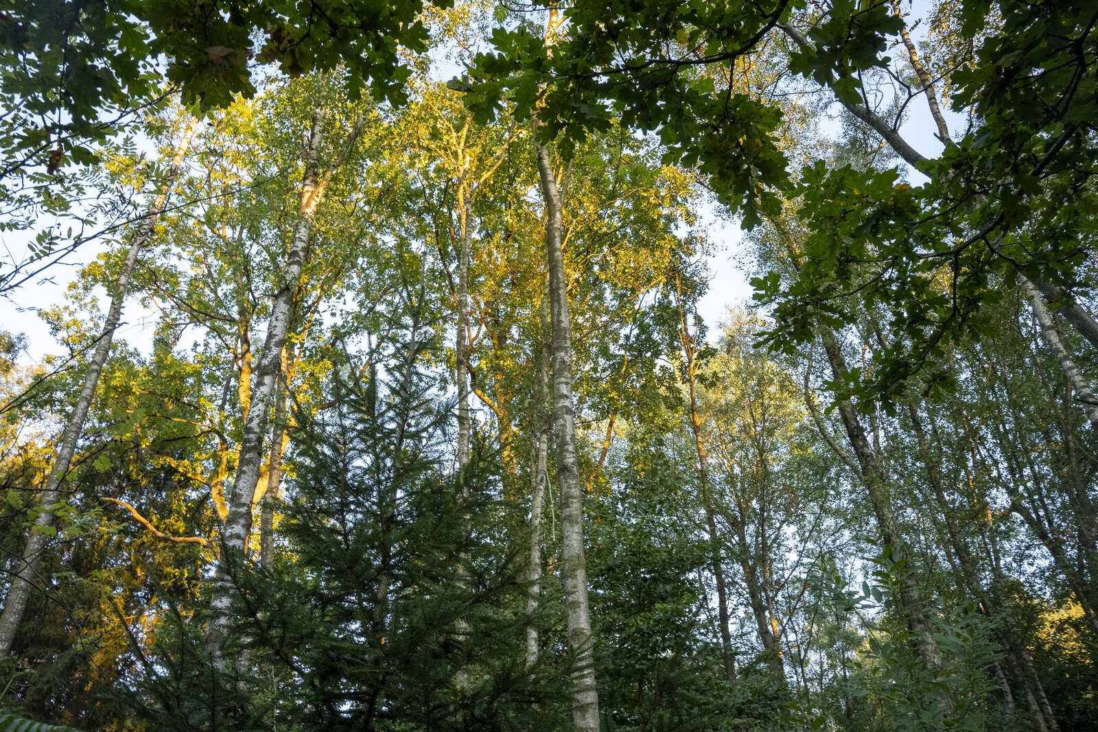 Forêt de la région de Spa, où se situent les Pistes des Sapins